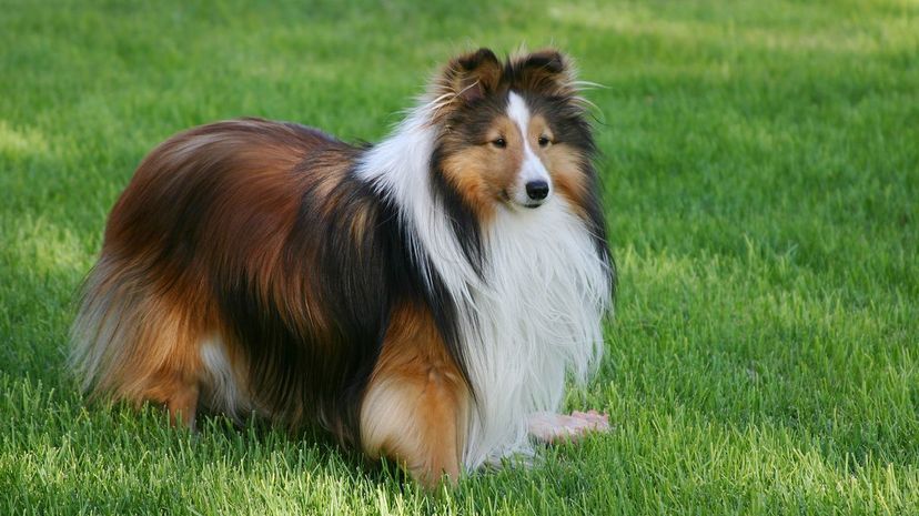 12 Shetland Sheepdog