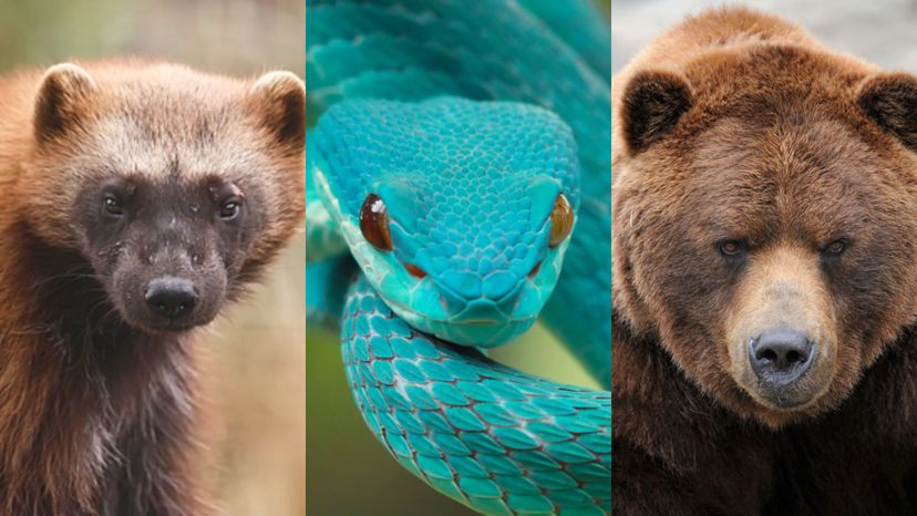 Qual predador é seu animal totem?