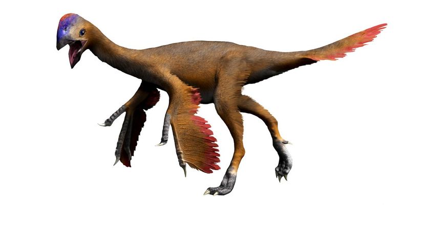 Oviraptor