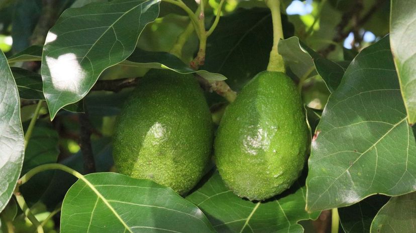 Q 25 Arbol de aguacate