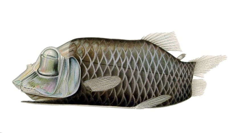 Barreleye
