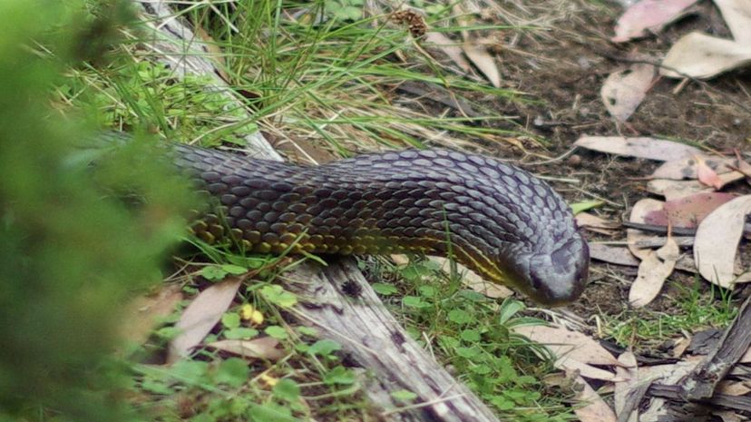 Tiger Snake