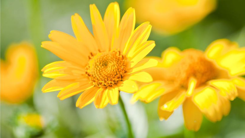 Heliopsis