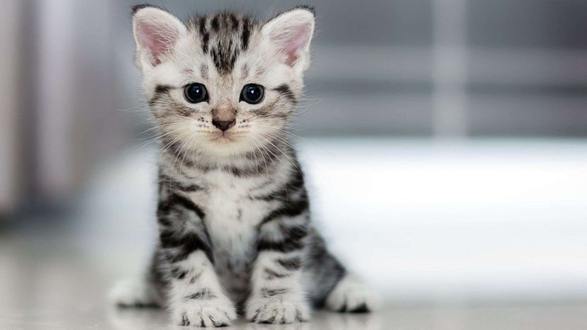 American Shorthair