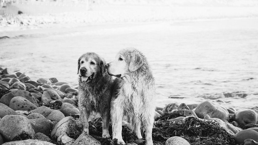 ¿Puedes identificar estas razas de perro a partir de fotografías en blanco y negro?