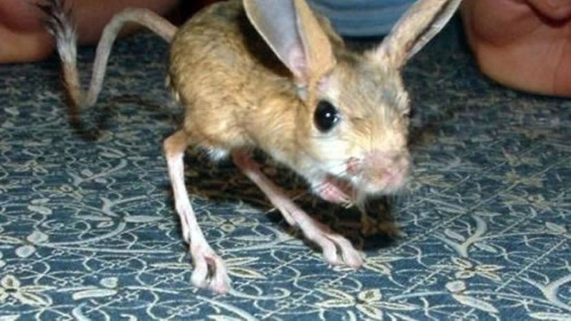 jerboa