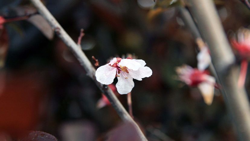 KV flowering plum tree