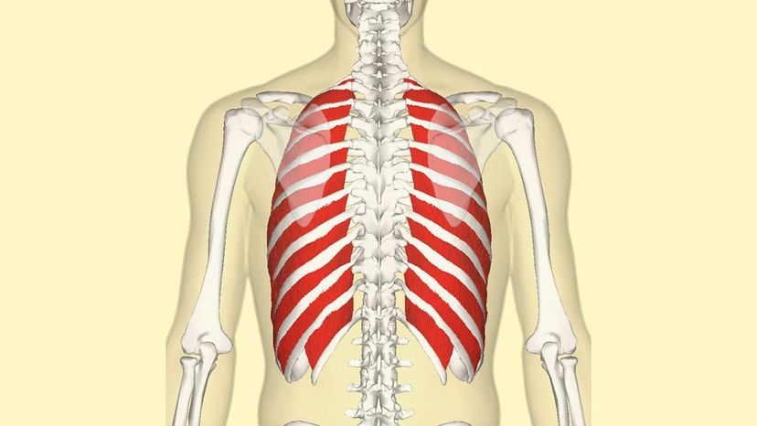 Intercostal muscles