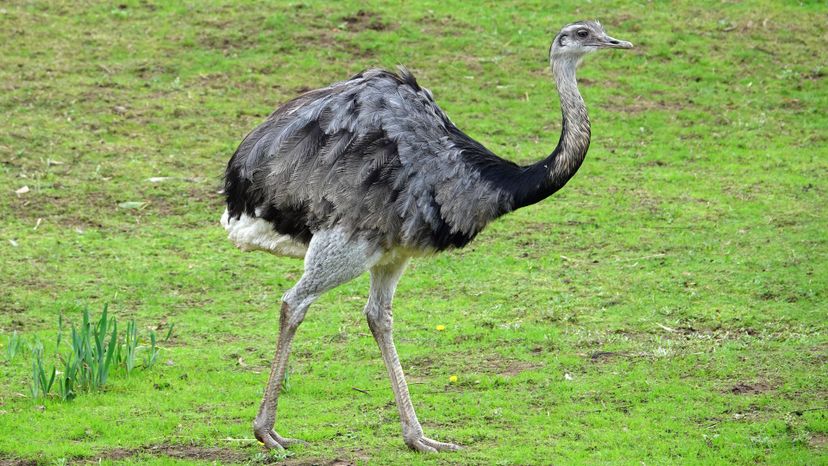 Greater Rhea