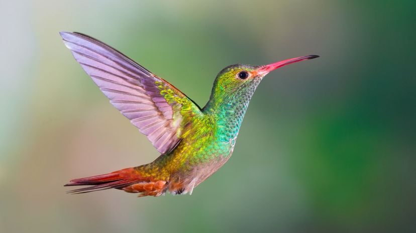 Can You Name All of These Winged Animals?