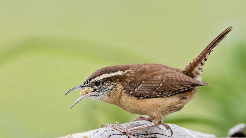 Wren