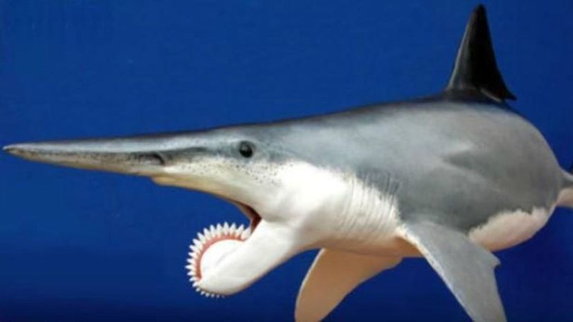 Pouvez-vous nommer tous ces requins et créatures des mers à partir d'une image?