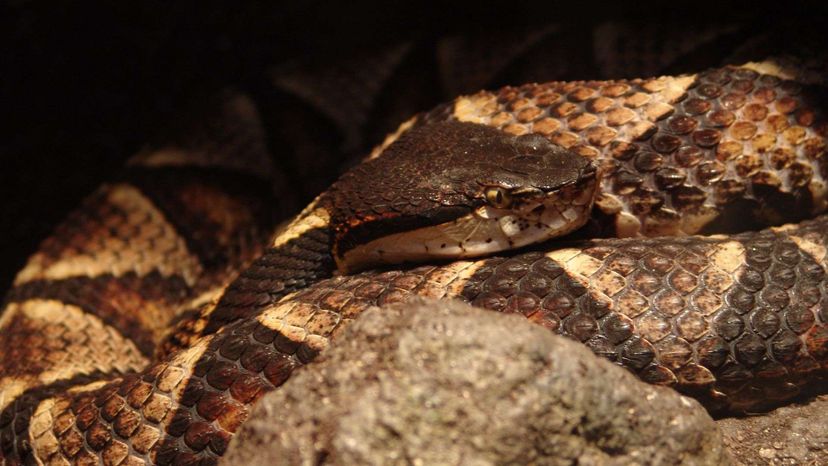 Sharp-nosed pit viper
