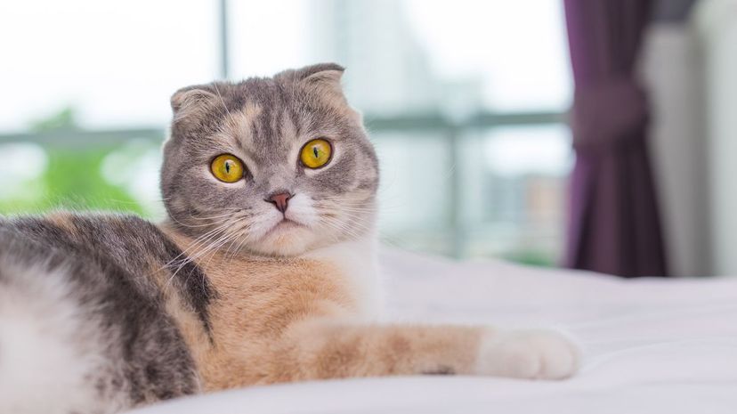 Scottish Fold