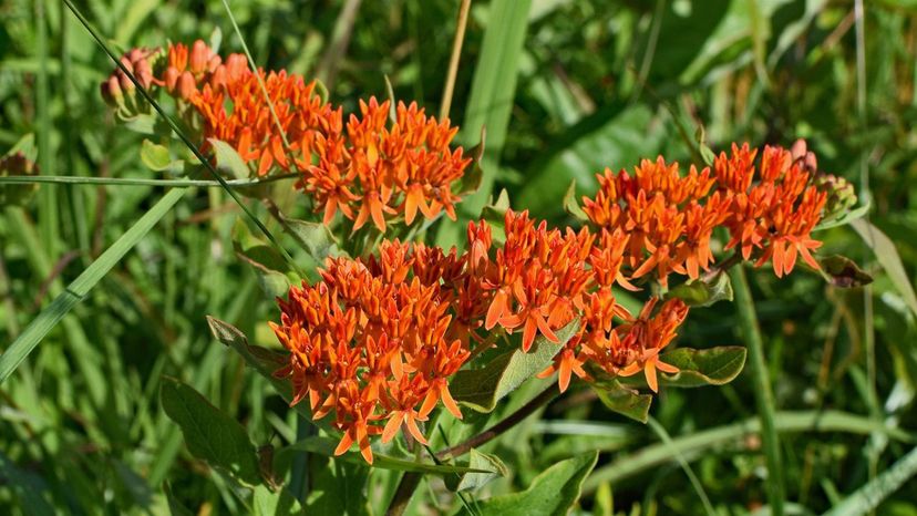 butterfly-weed