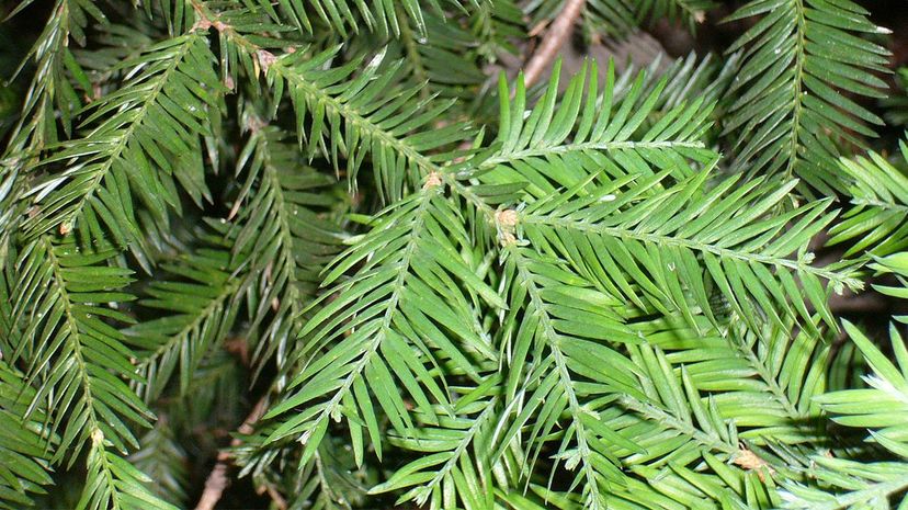 California redwood