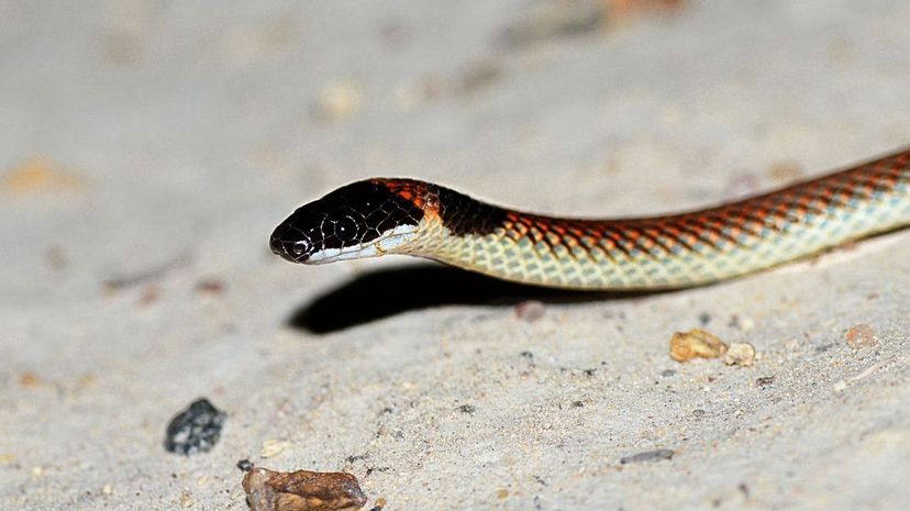 Red-naped snake