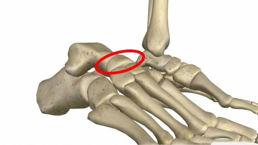 navicular bone