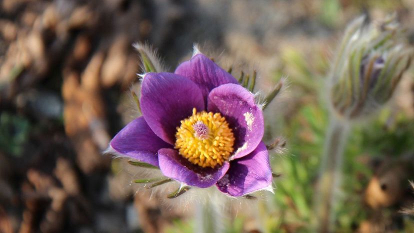 Pasque flower