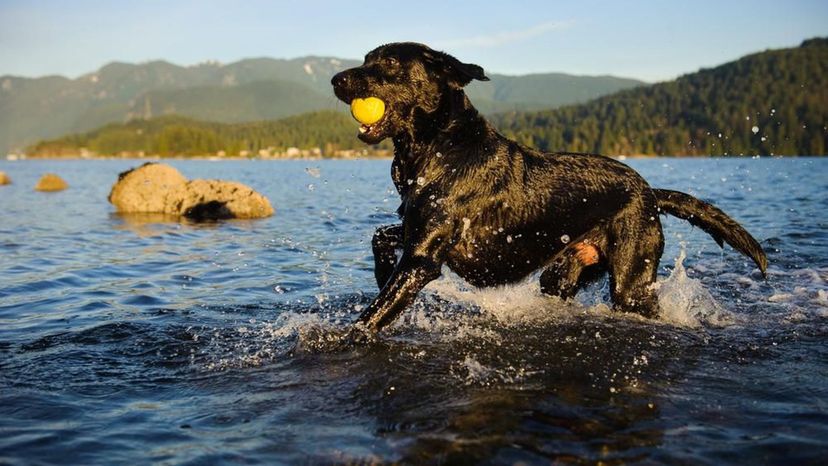 Labrador Retriever