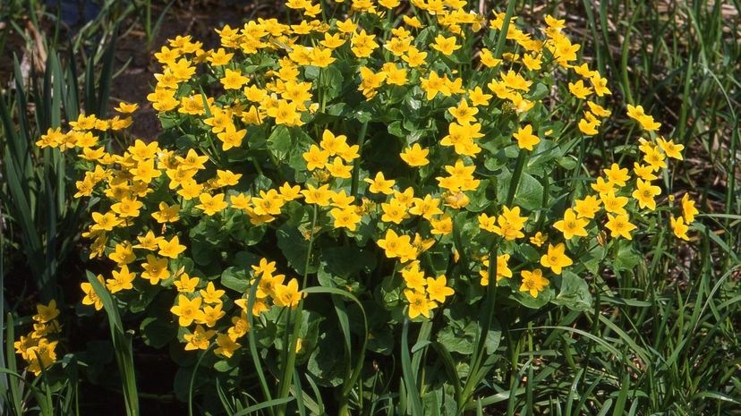 Marsh Marigold