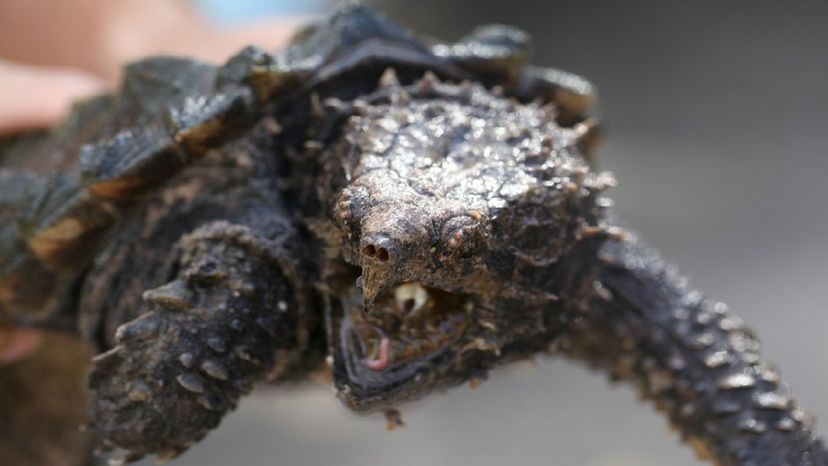 Snapping Turtle