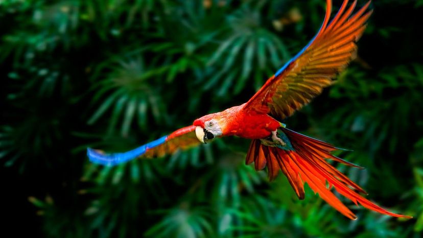 macaw