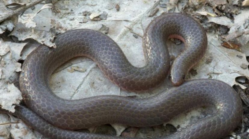 Worm Snake