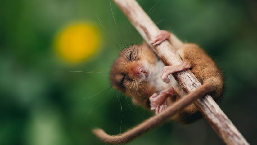 Dormouse