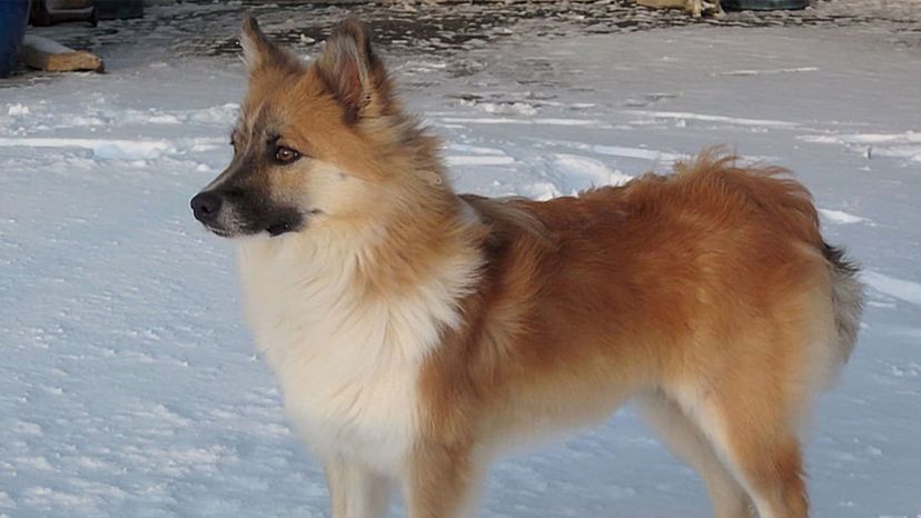 Icelandic Sheepdog