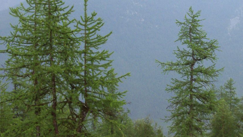 32 Larix_sibirica_Urals