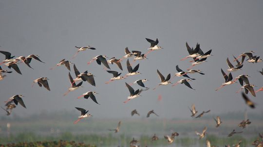 Can You Identify All of These Australian Birds from a Photo?