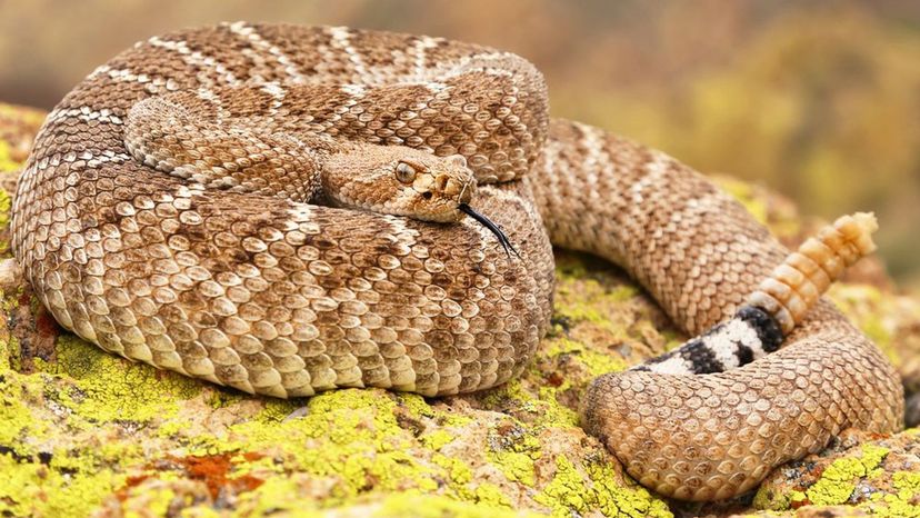 Western Diamond Rattlesnake