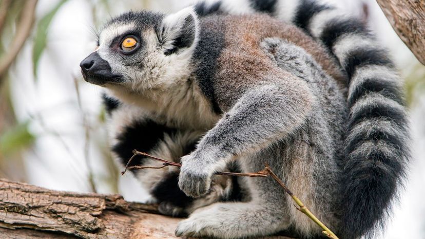 Ring-tailed Lemur