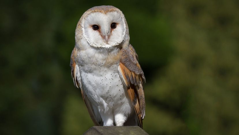 Barn Owl