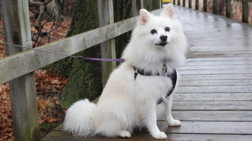 15 American Eskimo Dog