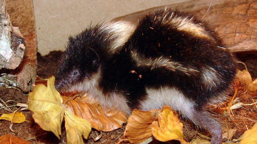 Highland Streaked Tenrec