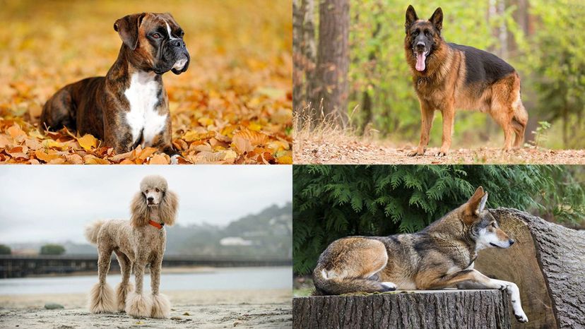 german shepherd, poodle, boxer, red wolf