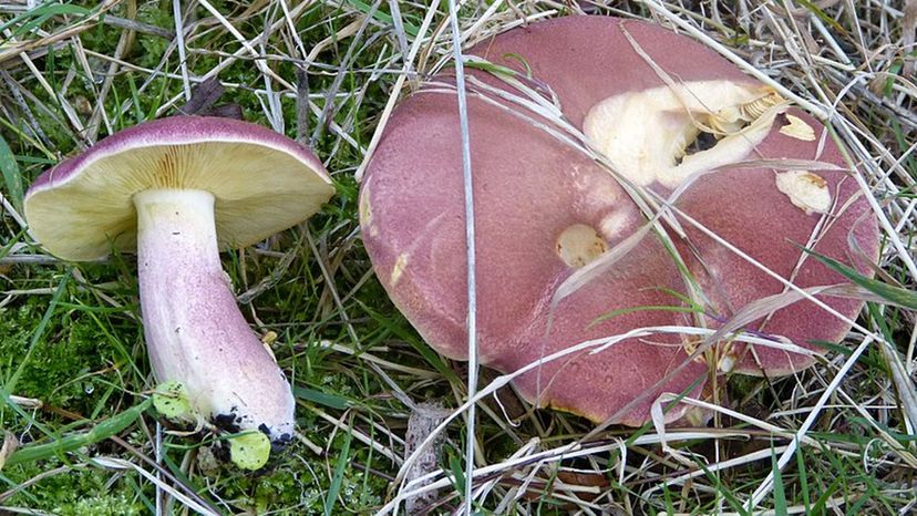 Plums_and_Custard mushroom