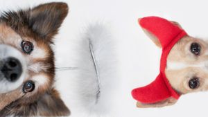 Are You Dating an Angel or a Devil? 1