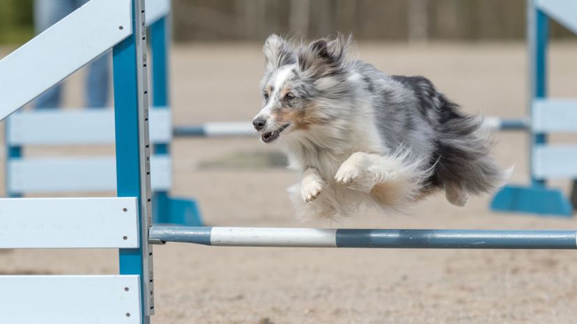 Shetland Sheepdog