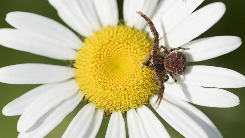 Bark Crab Spider