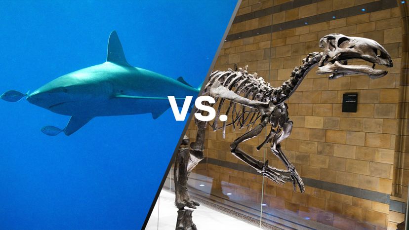 Sharks vs Dinosaurs