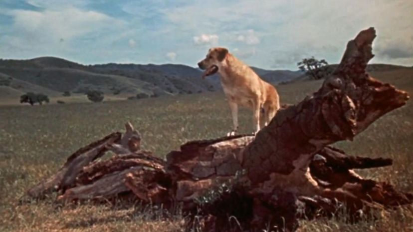 old yeller