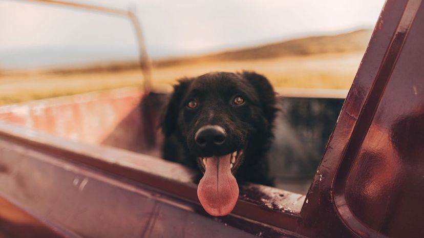 Dog in truck