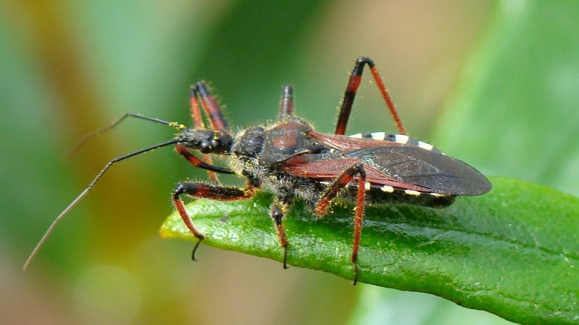 Kissing Bug