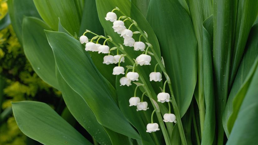 Lily of the Valley