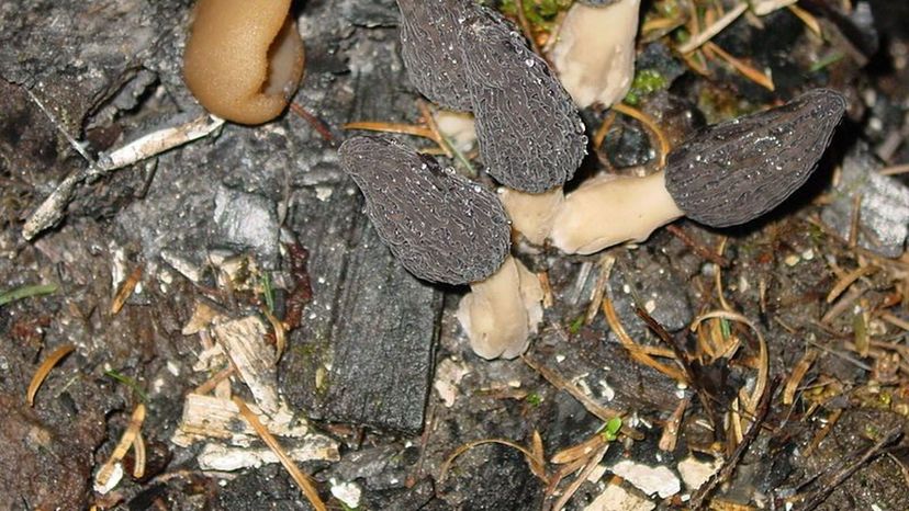 Morsels Mushrooms