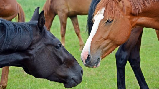 Which Breed of Horse Are You?