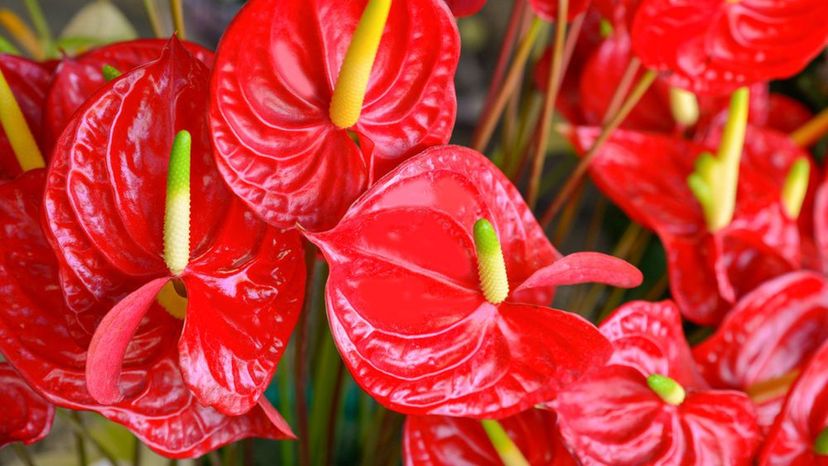 Anthurium